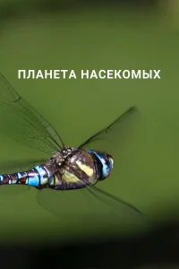  Планета насекомых  - главный постер